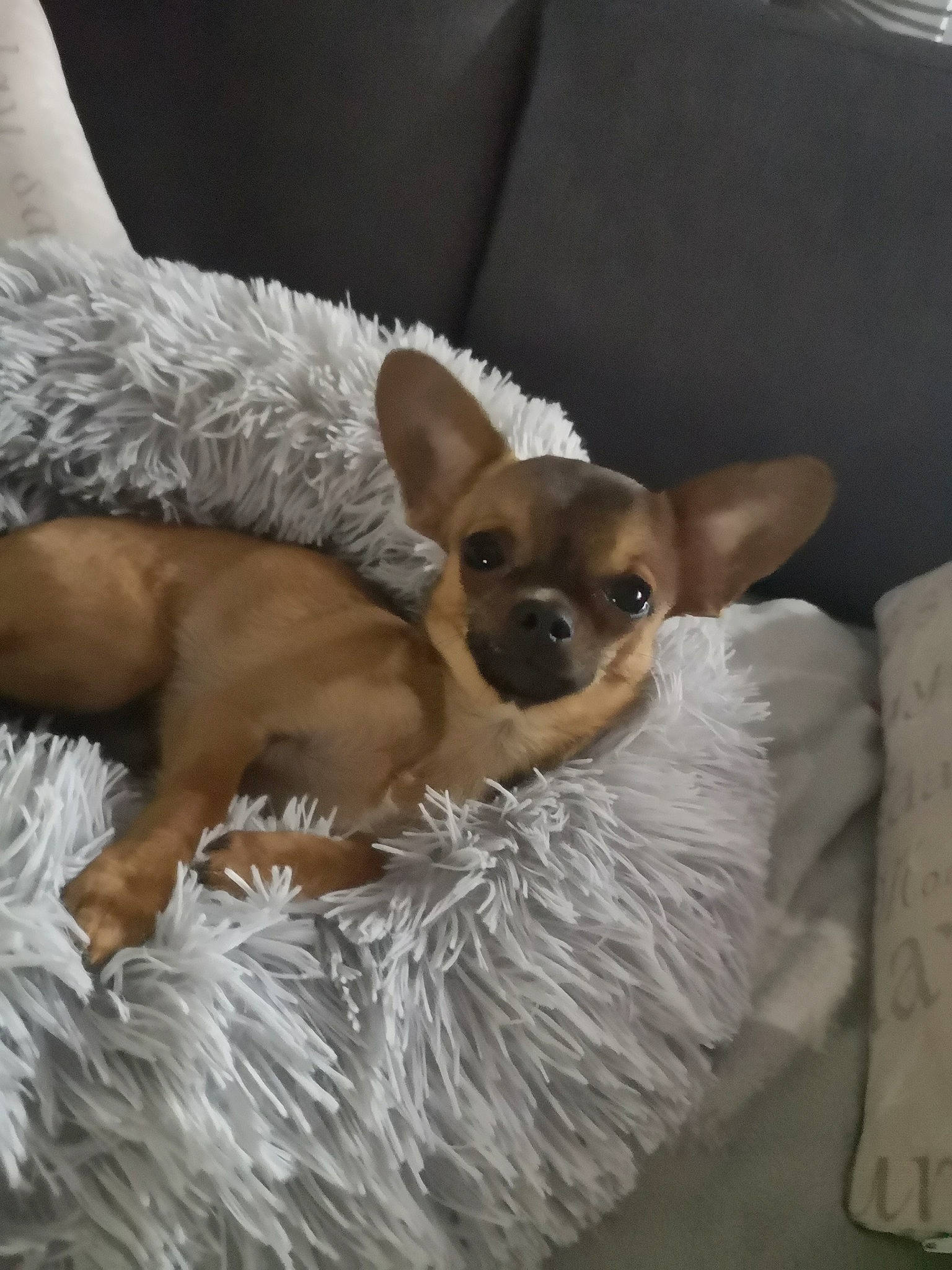 Prada D'Amour a rejoint le concours — aidez-le/la à gagner de superbes lots ! canidae, carnivore, chihuahua, companion_dog, dog, dog_breed, fawn, mammal, prazsky_krysarik, puppy, russkiy_toy, snout, toy_dog, vertebrate