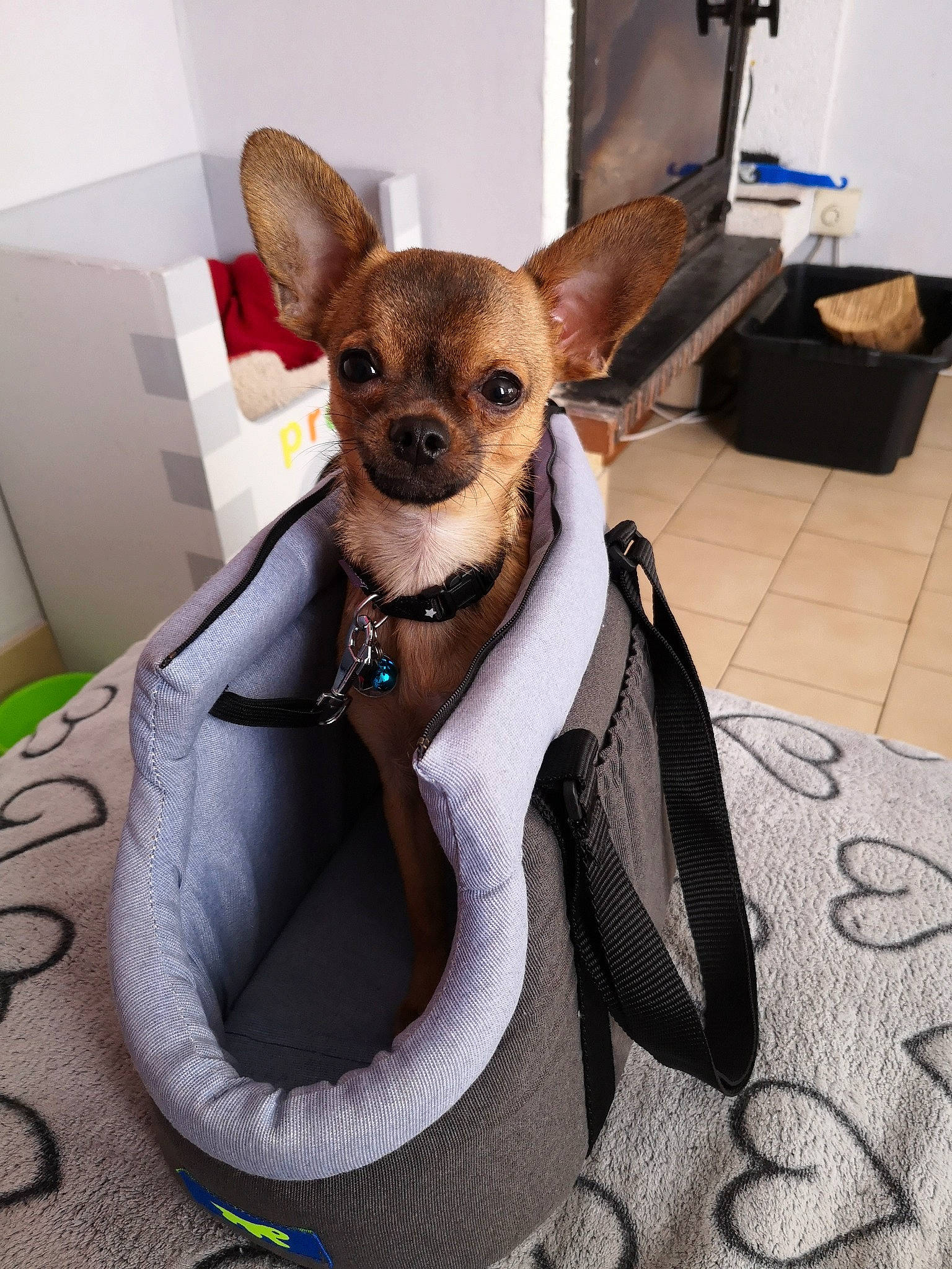 Prada D'Amour participe au concours pour gagner de l'argent avec cette photo : canidae, carnivore, chihuahua, companion_dog, corgi_chihuahua, dog, dog_breed, dog_clothes, ear, fawn, puppy, russkiy_toy, snout, toy_dog