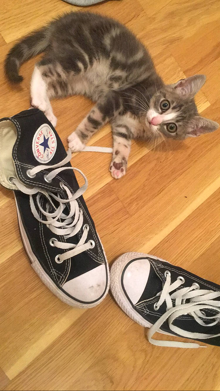 Piccolo a rejoint le concours — aidez-le/la à gagner de superbes lots ! american_shorthair, athletic_shoe, carnivore, cat, felidae, footwear, kitten, plimsoll_shoe, shoe, skate_shoe, small_to_medium_sized_cats, sneakers, tail, whiskers