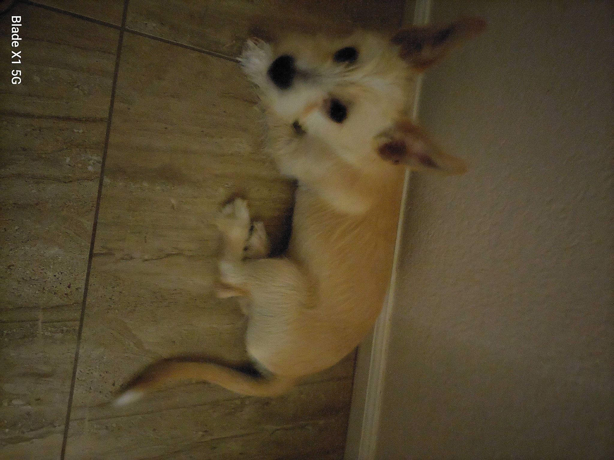 Ellie joined the competition — help win amazing prizes! carnivore, companion_dog, dog, dog_breed, fawn, felidae, flooring, foot, fur, german_spitz, paw, small_to_medium_sized_cats, snout, spitz, tail, toy_dog, volpino_italiano, whiskers, wood, working_animal