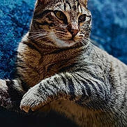 Pirate participe au concours pour gagner de l'argent avec cette photo : cat, tabby_cat, pet, feline, animal, indoor, closeup, fur, whiskers, ears, eyes, striped, relaxed, laying_down, domestic_animal, mammal, cute, portrait, cozy, blue_background