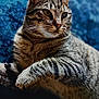 cat, tabby_cat, pet, feline, animal, indoor, closeup, fur, whiskers, ears, eyes, striped, relaxed, laying_down, domestic_animal, mammal, cute, portrait, cozy, blue_background