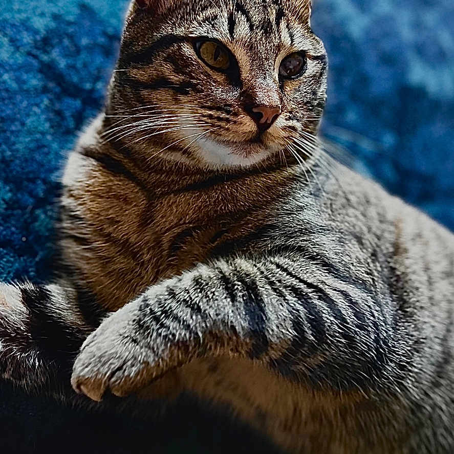 Pirate participe au concours pour gagner de l'argent avec cette photo : animal, blue_background, cat, closeup, cozy, cute, domestic_animal, ears, eyes, feline, fur, indoor, laying_down, mammal, pet, portrait, relaxed, striped, tabby_cat, whiskers