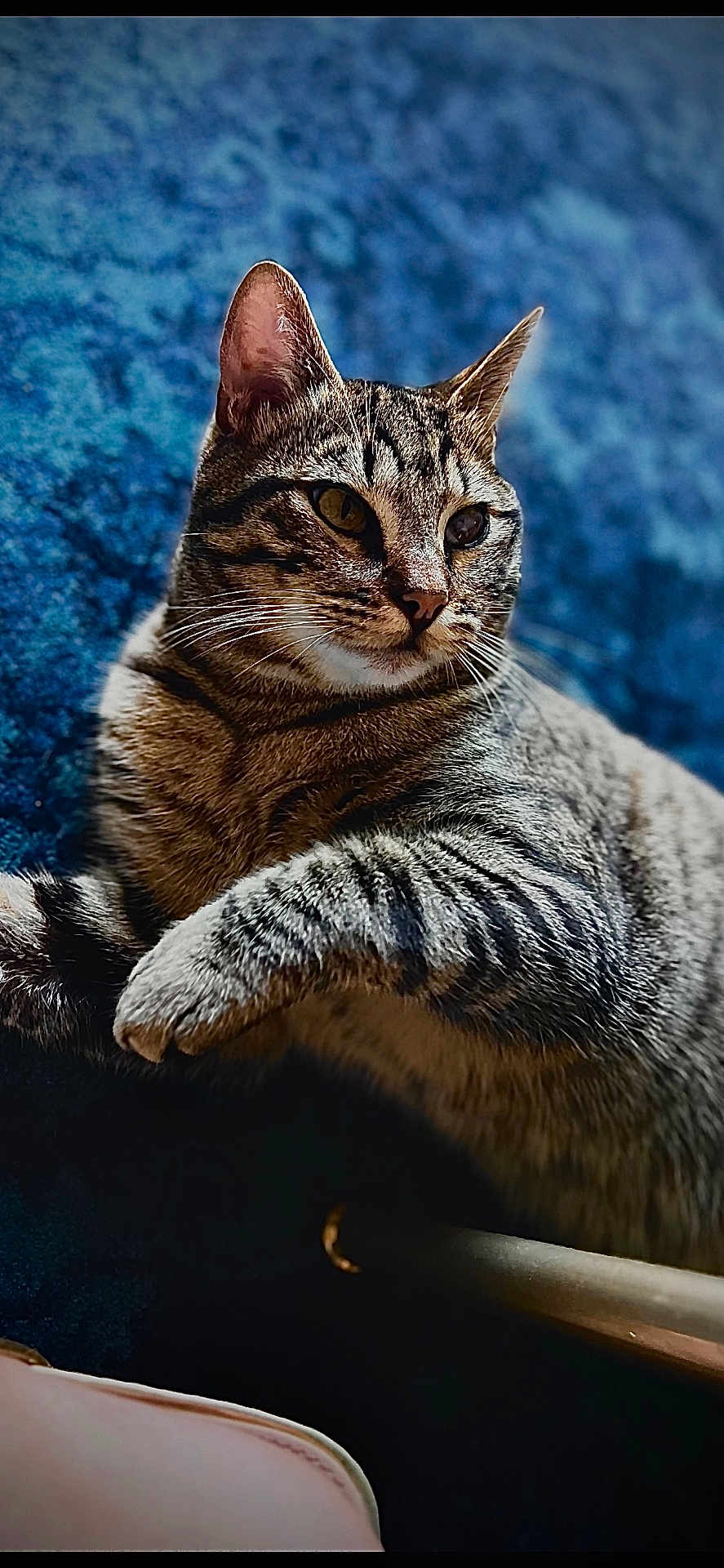 Pirate participe au concours pour gagner de l'argent avec cette photo : cat, tabby_cat, pet, feline, animal, indoor, closeup, fur, whiskers, ears, eyes, striped, relaxed, laying_down, domestic_animal, mammal, cute, portrait, cozy, blue_background