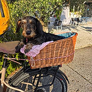 Nutella participe au concours pour gagner de l'argent avec cette photo : dog, dachshund, wire_haired, pet, bicycle, basket, wicker, outdoor, garden, patio, sunlight, animal, canine, black_and_tan, sitting, riding, transportation, leash, countryside, portrait