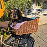 dog, dachshund, wire_haired, pet, bicycle, basket, wicker, outdoor, garden, patio, sunlight, animal, canine, black_and_tan, sitting, riding, transportation, leash, countryside, portrait