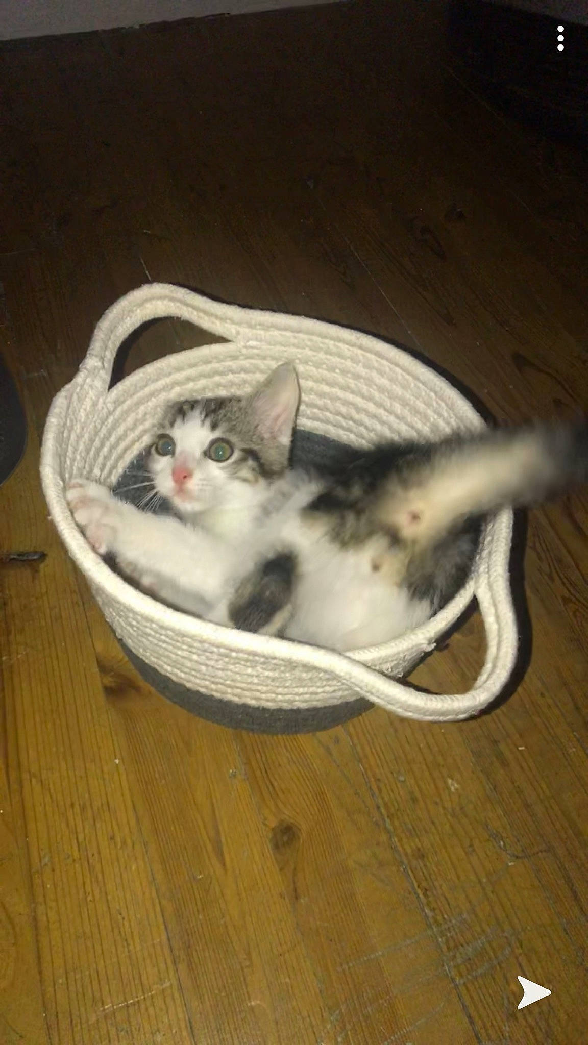 Pépitte participe au concours pour gagner de l'argent avec cette photo : aegean_cat, american_shorthair, american_wirehair, asian, carnivore, cat, cat_bed, cat_supply, domestic_short_haired_cat, european_shorthair, felidae, kitten, mammal, small_to_medium_sized_cats, tail, turkish_van, whiskers