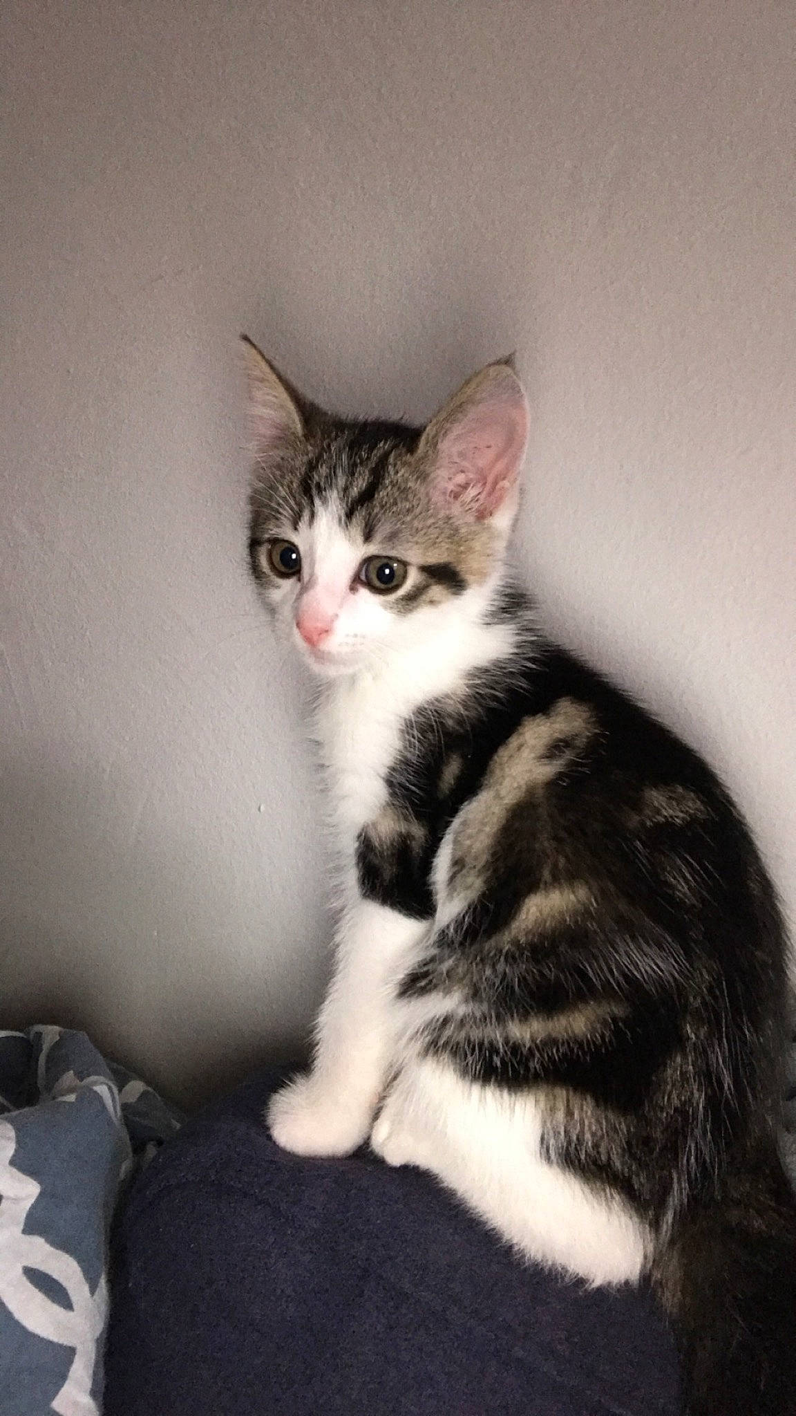 Pépitte participe au concours pour gagner de l'argent avec cette photo : aegean_cat, american_shorthair, american_wirehair, asian, black_and_white, carnivore, cat, domestic_short_haired_cat, dragon_li, european_shorthair, felidae, kitten, mammal, norwegian_forest_cat, ojos_azules, polydactyl_cat, small_to_medium_sized_cats, tabby_cat, vertebrate, whiskers