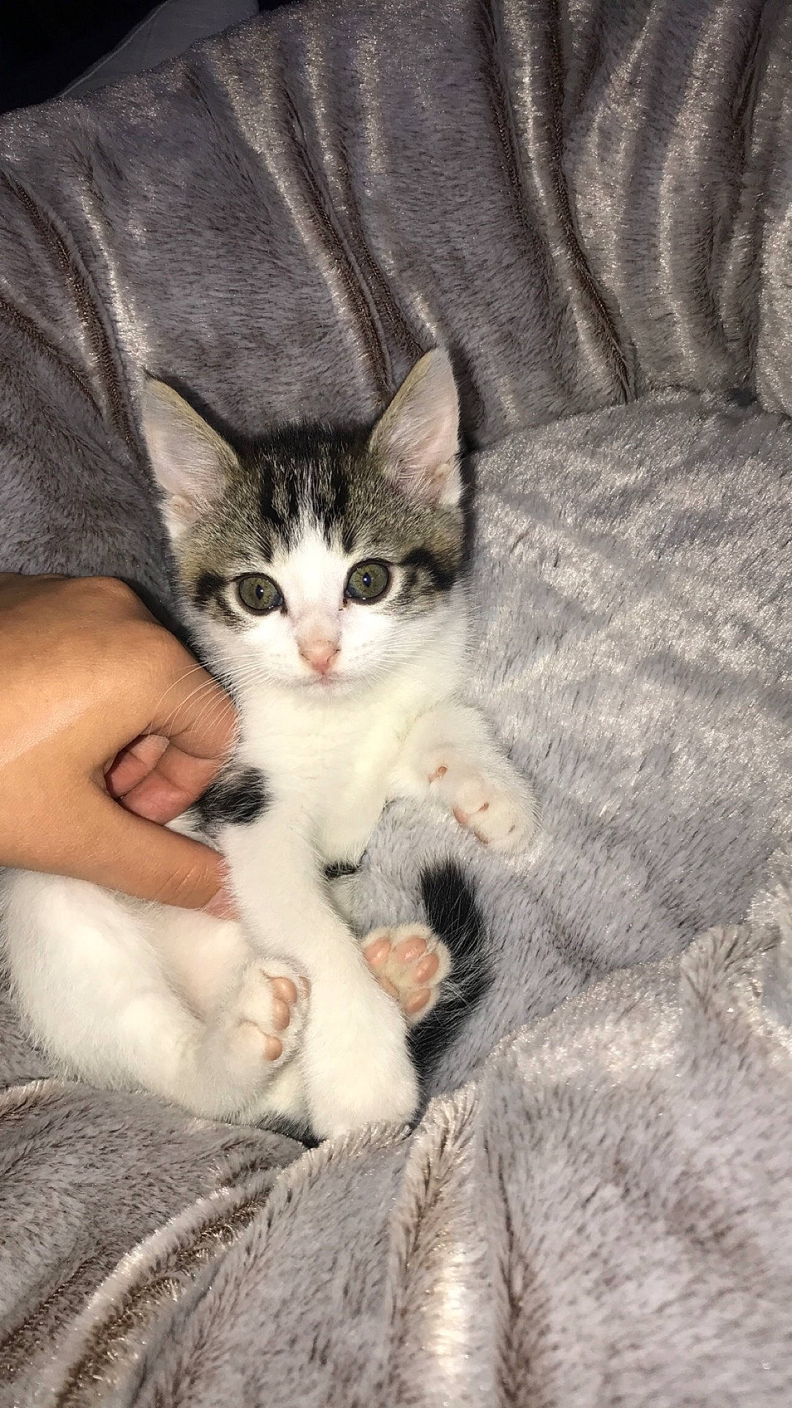 Pépitte a rejoint le concours — aidez-le/la à gagner de superbes lots ! aegean_cat, american_shorthair, american_wirehair, asian, carnivore, cat, claw, domestic_short_haired_cat, european_shorthair, felidae, kitten, mammal, ojos_azules, paw, polydactyl_cat, small_to_medium_sized_cats, tabby_cat, tail, whiskers