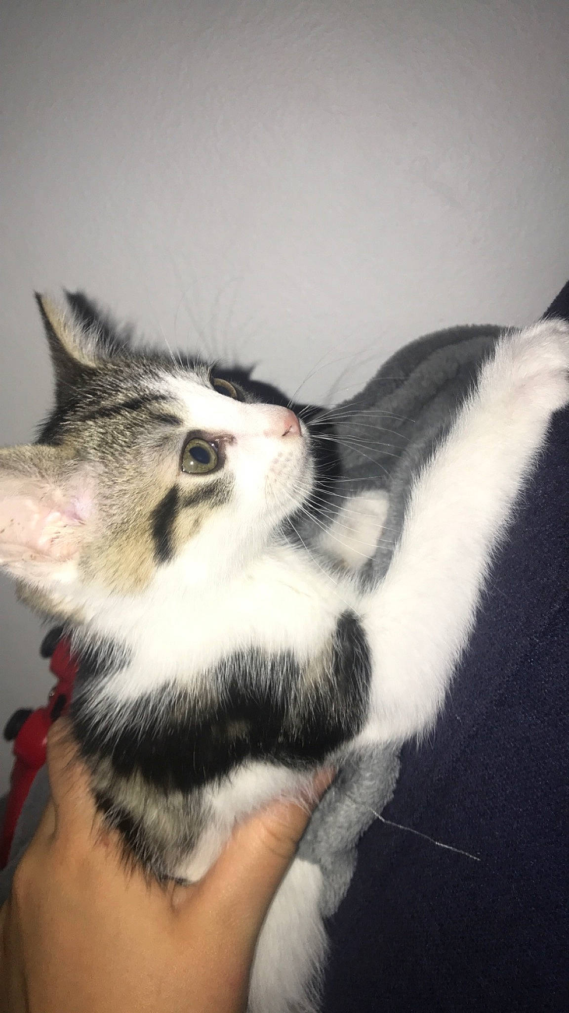 Pépitte participe au concours pour gagner de l'argent avec cette photo : aegean_cat, american_wirehair, carnivore, cat, domestic_short_haired_cat, ear, european_shorthair, felidae, fur, kitten, mammal, polydactyl_cat, small_to_medium_sized_cats, tail, whiskers