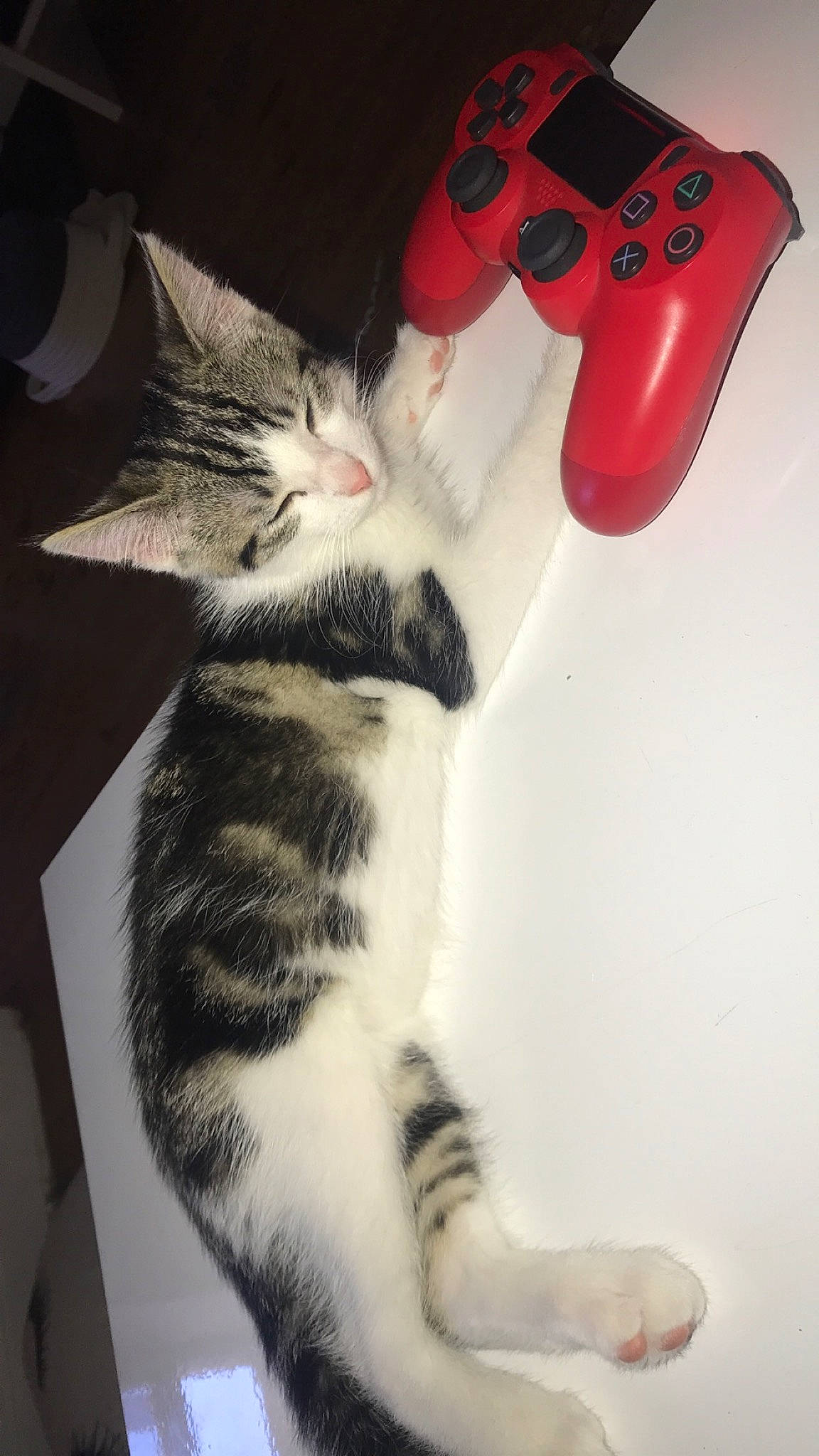 Pépitte participe au concours pour gagner de l'argent avec cette photo : american_shorthair, carnivore, cat, domestic_short_haired_cat, ear, electronic_device, european_shorthair, felidae, fur, kitten, leg, paw, polydactyl_cat, small_to_medium_sized_cats, tabby_cat, tail, technology, whiskers