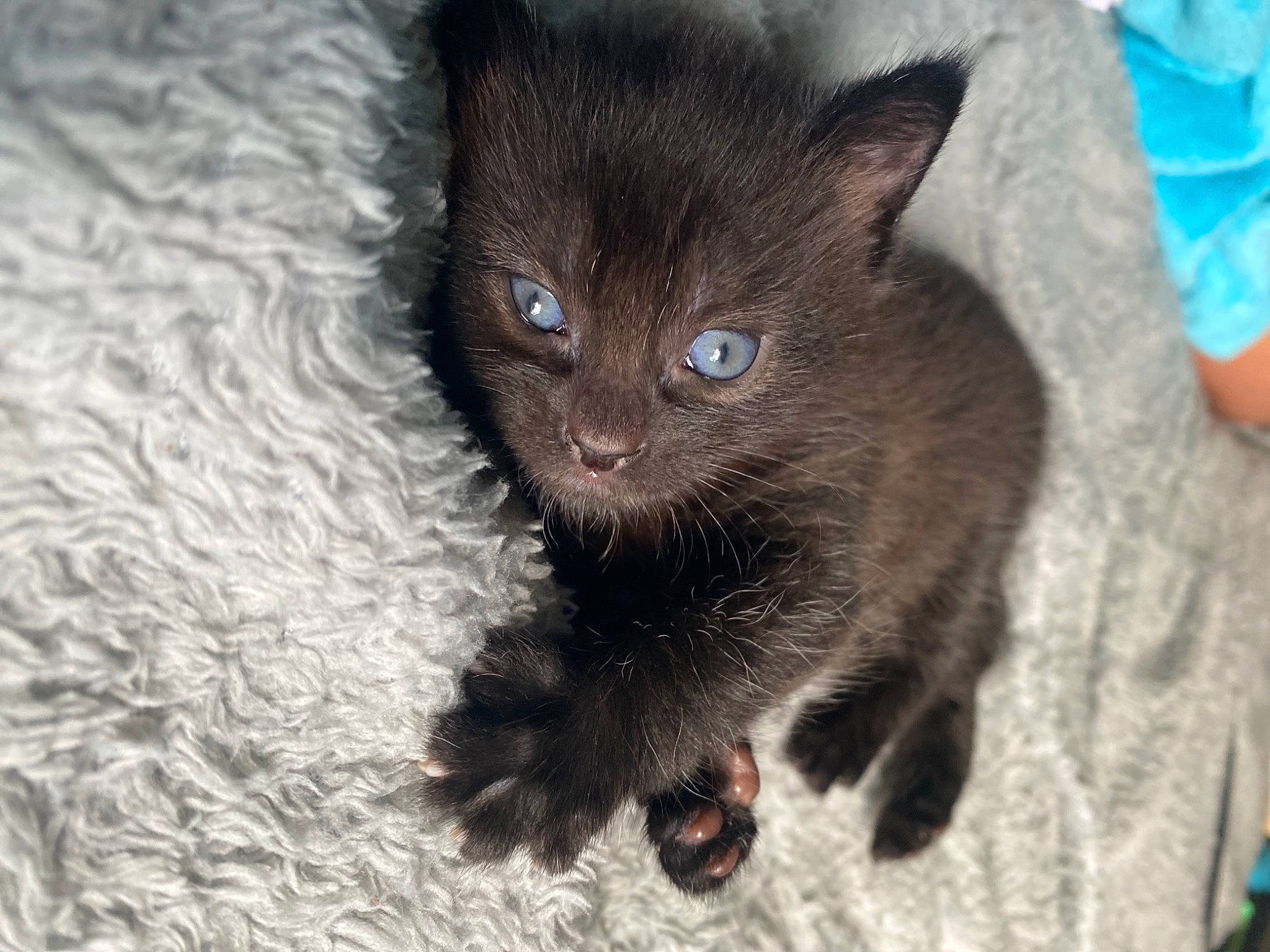 Bjorn is registered to the contest to win money with this photo: black_cat, blue, bombay, carnivore, cat, claw, domestic_short_haired_cat, eye, fawn, felidae, foot, fur, paw, small_to_medium_sized_cats, snout, tail, terrestrial_animal, whiskers