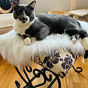 Miso is registered to the contest to win money with this photo: cat, tuxedo_cat, furry, stool, cushion, fluffy, indoor, wooden_floor, pet, animal, relaxed, looking_at_camera, sitting, whiskers, ears, tail, home, cozy, furniture, curious