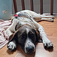 Pilou participe au concours pour gagner de l'argent avec cette photo : dog, floor, wooden_floor, towel, bucket, indoor, pet, lying_down, relaxed, brown, white, black, animal, canine, fur, resting, paws, collar, quiet, home