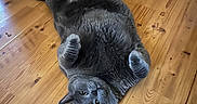Gizmo is registered to the contest to win money with this photo: animal, belly_up, cat, domestic_animal, ears, funny_pose, furry, gray_cat, green_eyes, home, indoor, lying_down, paws_up, pet, photography, playful, portrait, relaxed, whiskers, wooden_floor