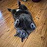 animal, belly_up, cat, domestic_animal, ears, funny_pose, furry, gray_cat, green_eyes, home, indoor, lying_down, paws_up, pet, photography, playful, portrait, relaxed, whiskers, wooden_floor