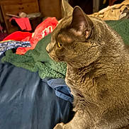 Gizmo is registered to the contest to win money with this photo: animal, bed, bedroom, blanket, brown_fur, cat, closeup, clothing, cozy, dresser, ears, feline, indoor, pet, portrait, profile, raised_paw, sitting, whiskers, yellow_eyes