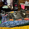 Gizmo is registered to the contest to win money with this photo: animal, bed, bedroom, blanket, cat, clothing, colorful, cozy, dresser, feline, gray_cat, home, indoor, laundry, lying_down, pet, quilt, relaxed, sleeping, upside_down
