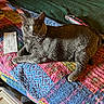 Gizmo joined the competition — help win amazing prizes! animal, bed, bedroom, blanket, cat, colorful, cozy, domestic_animal, ears, eyes, feline, gray_cat, indoor, lying_down, pet, portrait, quilt, relaxed, textile, whiskers