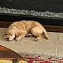 Zeus joined the competition — help win amazing prizes! puppy, dog, sleeping, tile_floor, rug, fireplace, indoor, cozy, fur, young_dog, resting, cute, pet, home, animal, relaxing, golden_retriever, paw, nose, tail