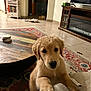 Zeus joined the competition — help win amazing prizes! dog, puppy, golden_retriever, living_room, rug, coffee_table, couch, floor, television, fireplace, wooden_furniture, pet, indoor, cute, curious, canine, young_animal, home, cozy, animal