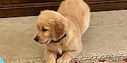 Zeus joined the competition — help win amazing prizes! puppy, golden_retriever, dog, indoor, rug, floor, wooden_cabinet, fireplace, decorative_stones, pet, animal, cute, young_dog, lying_down, cozy, home, curious, fur, collar, calm