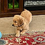 puppy, golden_retriever, dog, indoor, rug, floor, wooden_cabinet, fireplace, decorative_stones, pet, animal, cute, young_dog, lying_down, cozy, home, curious, fur, collar, calm