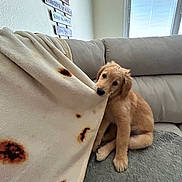 Zeus is registered to the contest to win money with this photo: puppy, golden_retriever, dog, blanket, sofa, couch, indoor, playful, pet, fur, cozy, window, wall_sign, motivational, young_dog, curious, sitting, home, carpet, cute