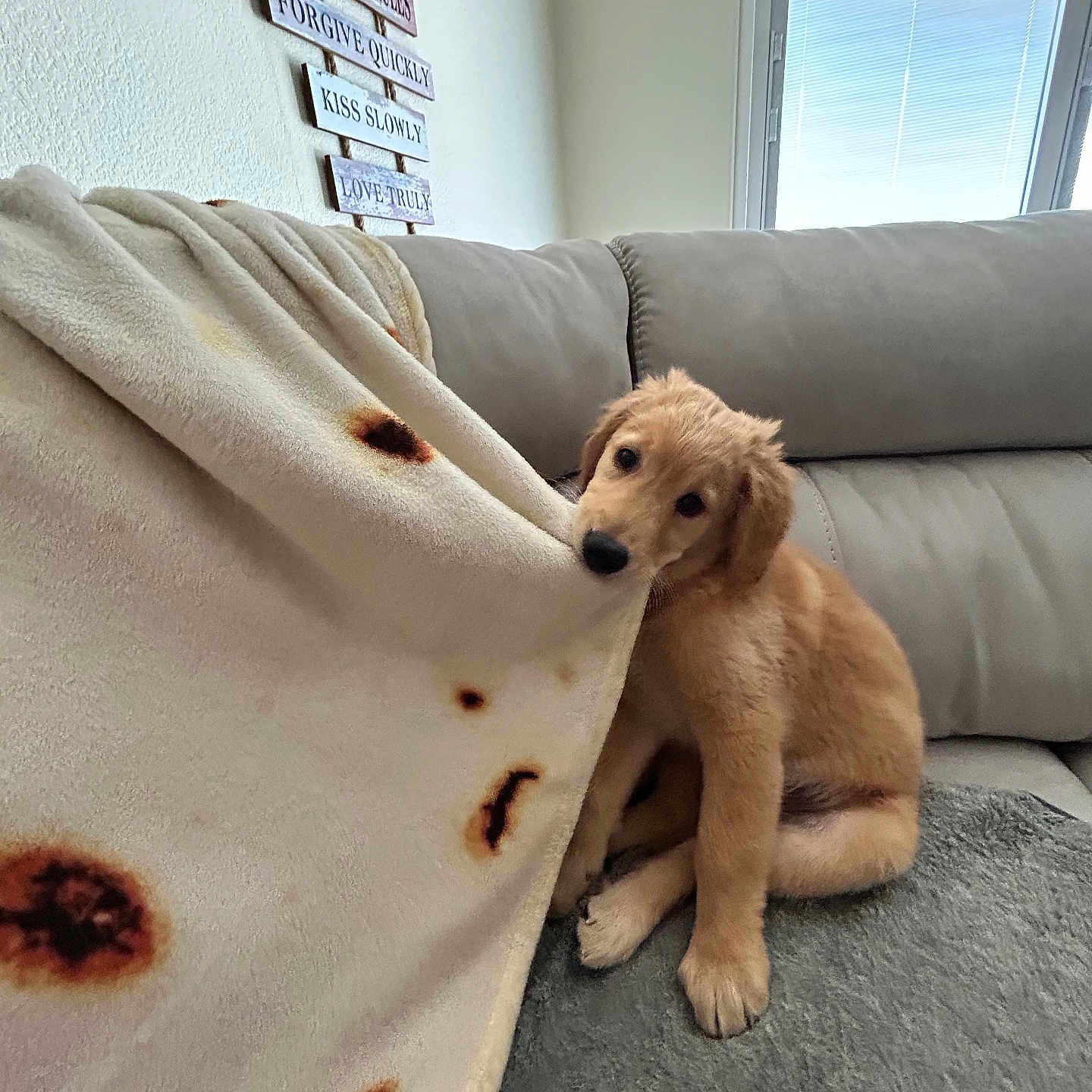 Zeus is registered to the contest to win money with this photo: blanket, carpet, couch, cozy, curious, cute, dog, fur, golden_retriever, home, indoor, motivational, pet, playful, puppy, sitting, sofa, wall_sign, window, young_dog