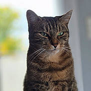 Alexandre Tardivat participe au concours pour gagner de l'argent avec cette photo : cat, tabby, pet, animal, feline, whiskers, ears, green_eyes, portrait, indoor, close_up, fur, sitting, domestic_cat, mammal, cute, focused, looking_away, soft_light, background_blur