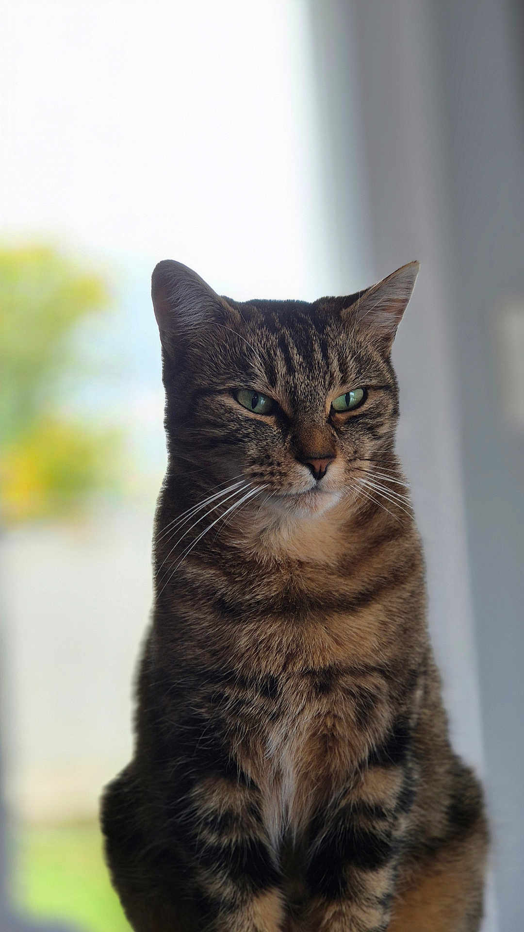 Alexandre Tardivat participe au concours pour gagner de l'argent avec cette photo : cat, tabby, pet, animal, feline, whiskers, ears, green_eyes, portrait, indoor, close_up, fur, sitting, domestic_cat, mammal, cute, focused, looking_away, soft_light, background_blur