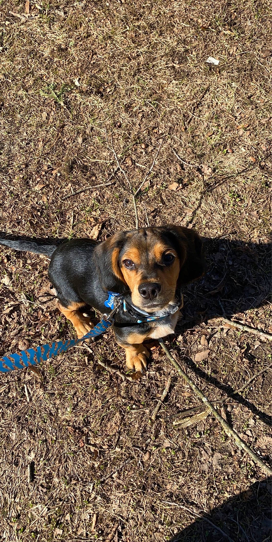 Vinny is registered to the contest to win money with this photo: beagle, canidae, carnivore, dog, dog_breed, huntaway, hunting_dog, mammal, mountain_cur, serbian_hound, snout, transylvanian_hound