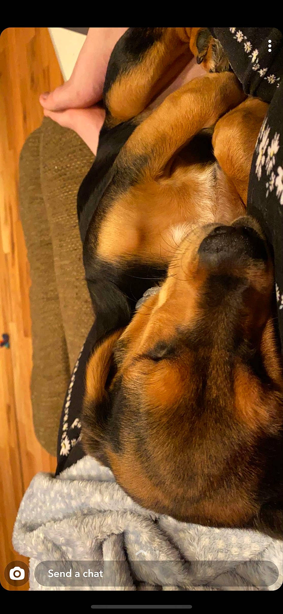 Vinny joined the competition — help win amazing prizes! canidae, carnivore, dog, dog_breed, ear, fawn, fur, muscle, rhodesian_ridgeback, snout, tosa