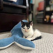 Benji joined the competition — help win amazing prizes! kitten, cat, black_and_white, plush_toy, whale, carpet, indoor, soft_texture, small_animal, cute, pet, floor, toy, relaxing, feline, young_animal, animal, home, cozy, closeup