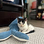 kitten, cat, black_and_white, plush_toy, whale, carpet, indoor, soft_texture, small_animal, cute, pet, floor, toy, relaxing, feline, young_animal, animal, home, cozy, closeup