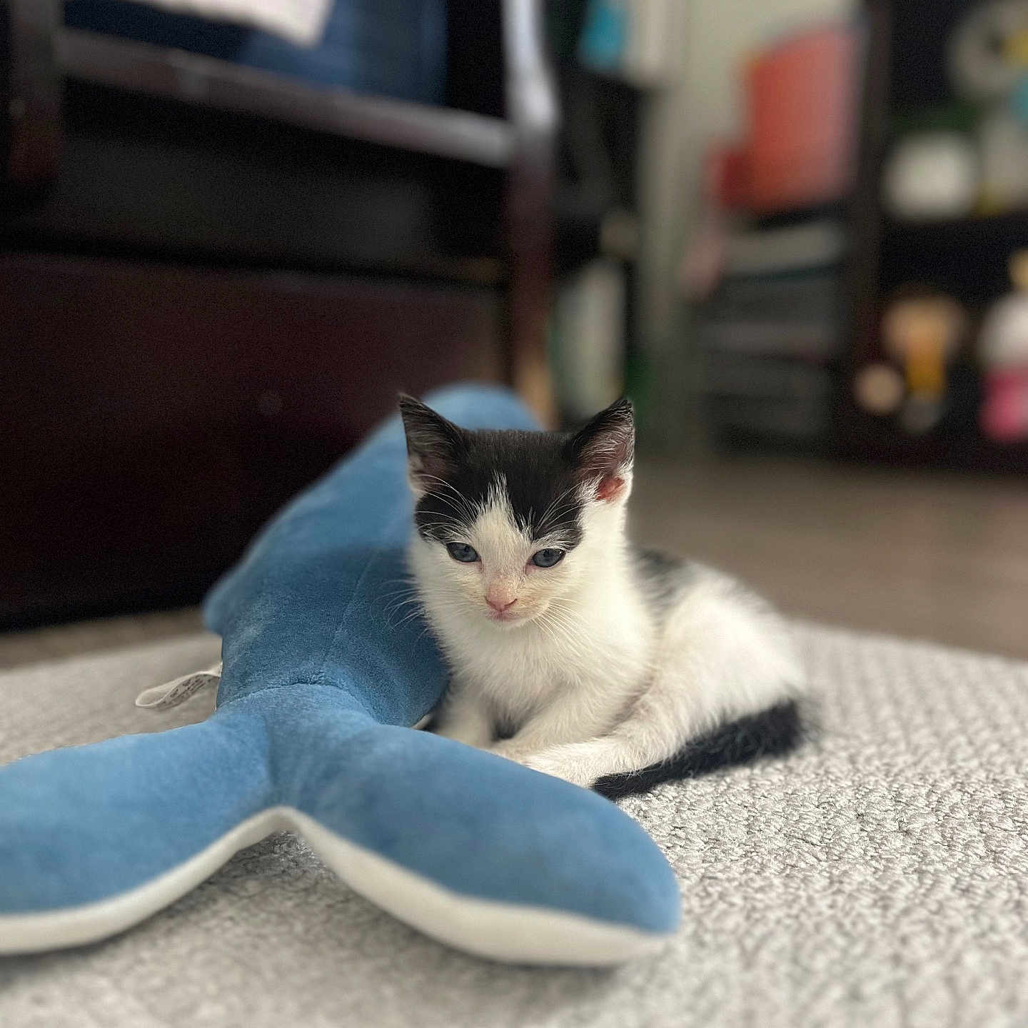 Benji joined the competition — help win amazing prizes! animal, black_and_white, carpet, cat, closeup, cozy, cute, feline, floor, home, indoor, kitten, pet, plush_toy, relaxing, small_animal, soft_texture, toy, whale, young_animal