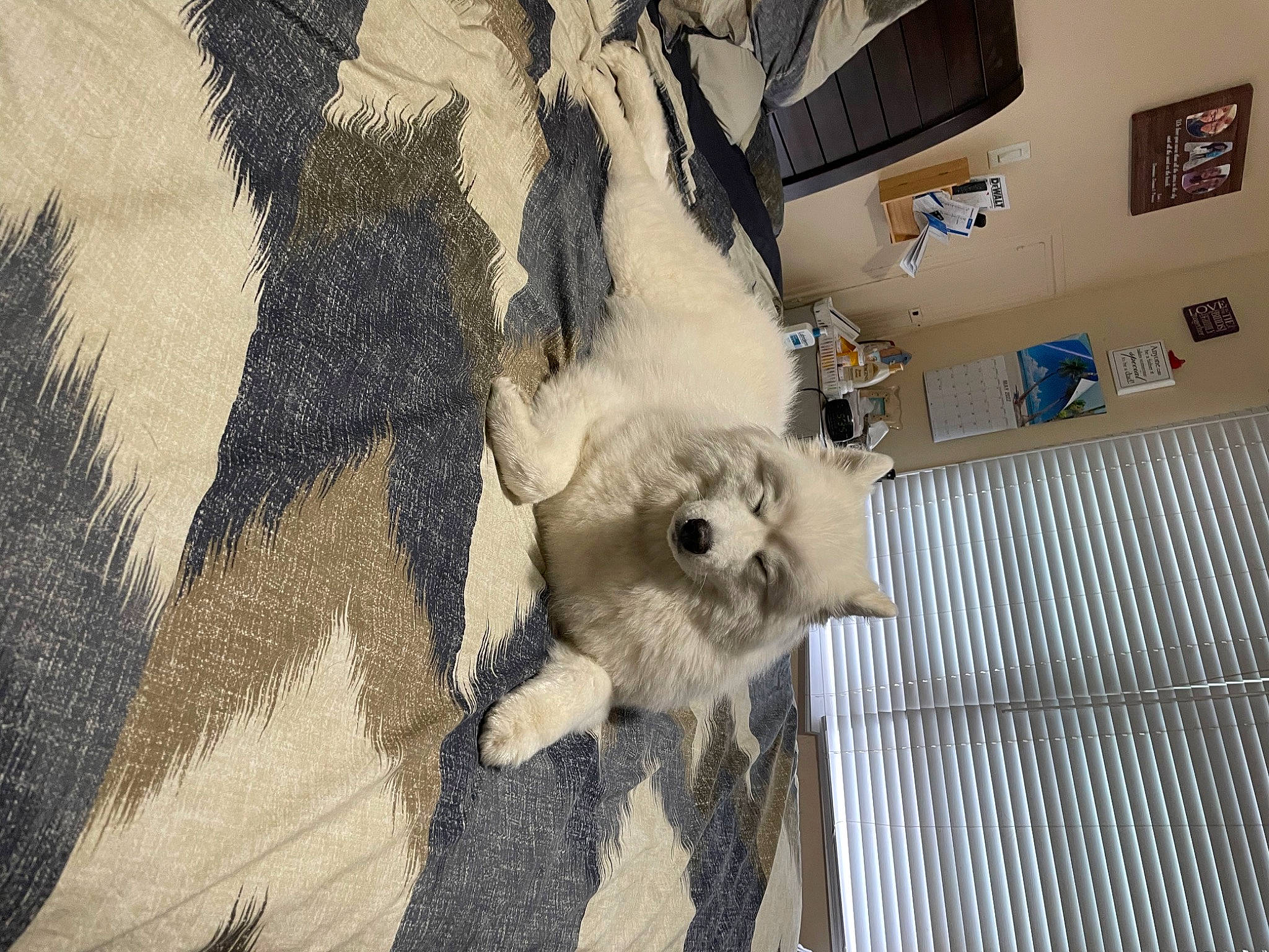 Lola joined the competition — help win amazing prizes! art, canidae, carnivore, cockatoo, companion_dog, dog_breed, domestic_short_haired_cat, fawn, felidae, flooring, fur, paw, small_to_medium_sized_cats, snout, sporting_group, tail, toy_dog, tree, whiskers, wood