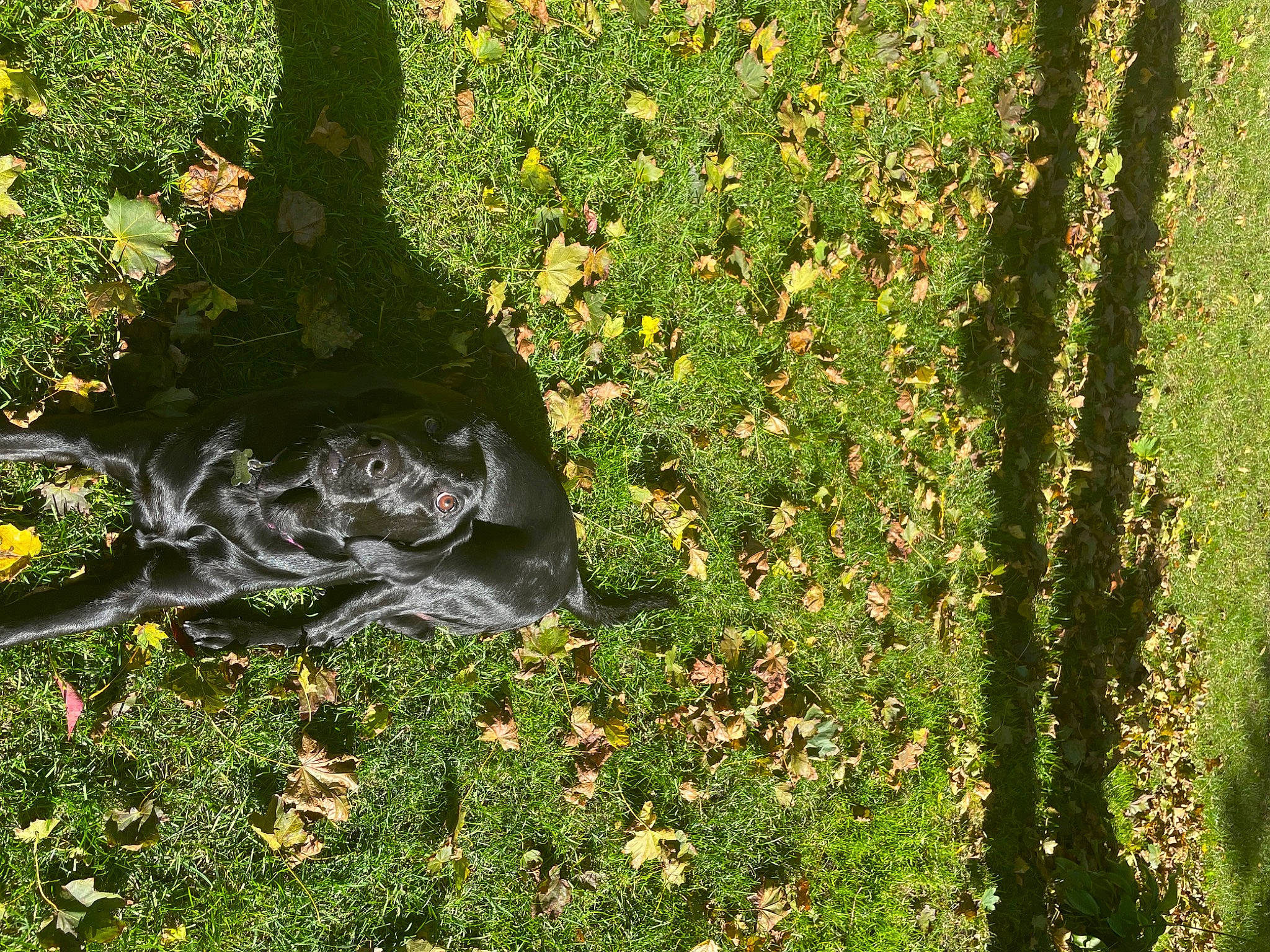 Lola joined the competition — help win amazing prizes! art, deciduous, garden, grass, grass_family, grassland, groundcover, lawn, meadow, people_in_nature, plant, sculpture, shadow, shrub, soil, statue, tree, trunk, wood, woody_plant