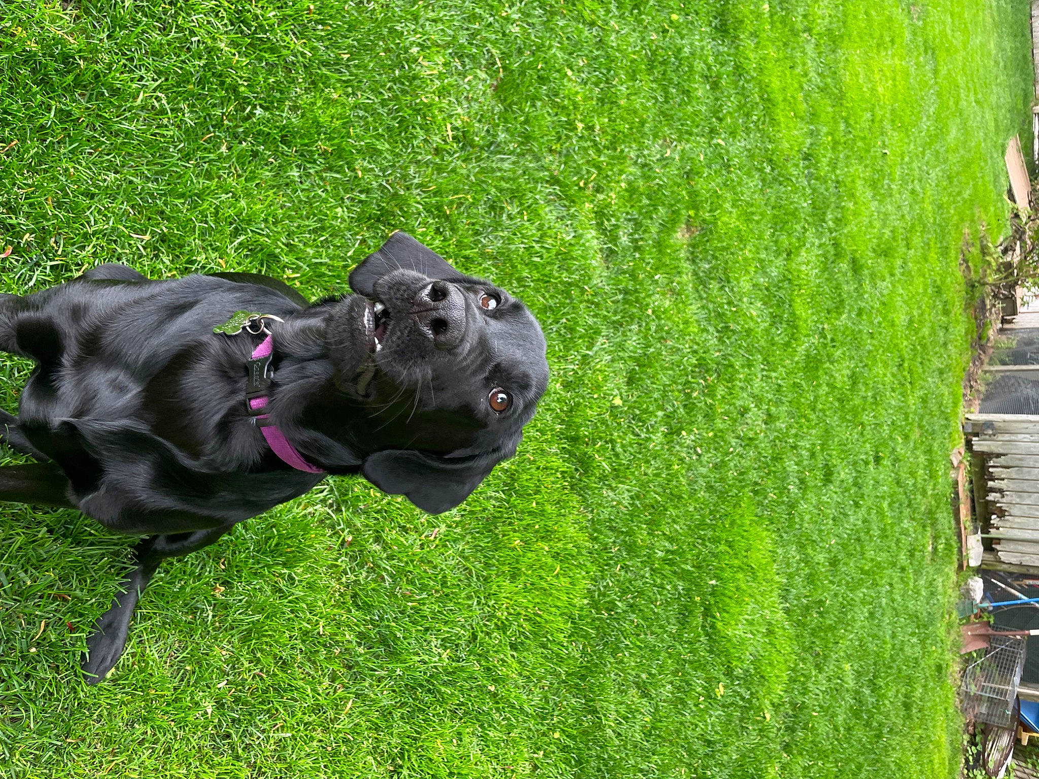 Lola joined the competition — help win amazing prizes! art, canidae, carnivore, dog, dog_breed, grass, grass_family, groundcover, lawn, lawn_ornament, leaf, personal_protective_equipment, plant, sculpture, shrub, snout, sporting_group, statue, tree, trunk