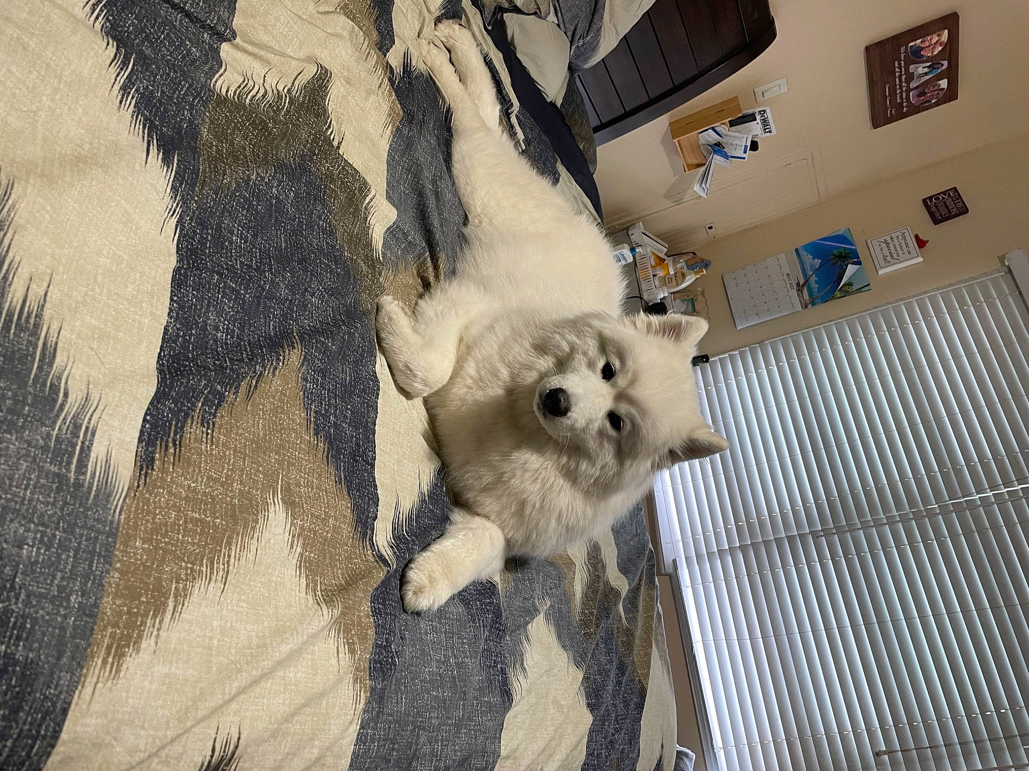 Princess is registered to the contest to win money with this photo: art, cockatoo, companion_dog, dog_breed, flooring, fur, goat, goat_antelope, goats, livestock, sheep, snout, tail, visual_arts, whiskers, wood, working_animal