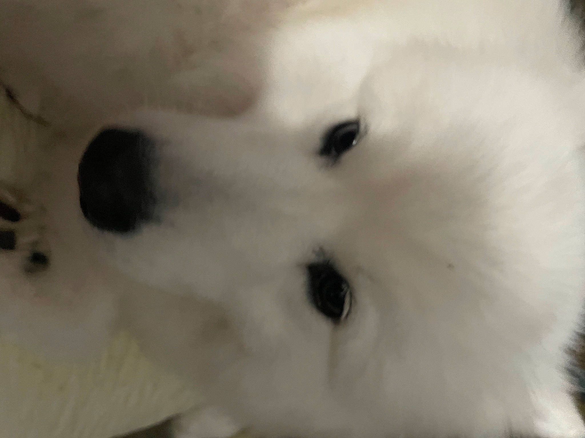 Princess joined the competition — help win amazing prizes! canidae, companion_dog, dog_breed, ear, eyelash, fur, monochrome, monochrome_photography, natural_material, snout, sporting_group, whiskers