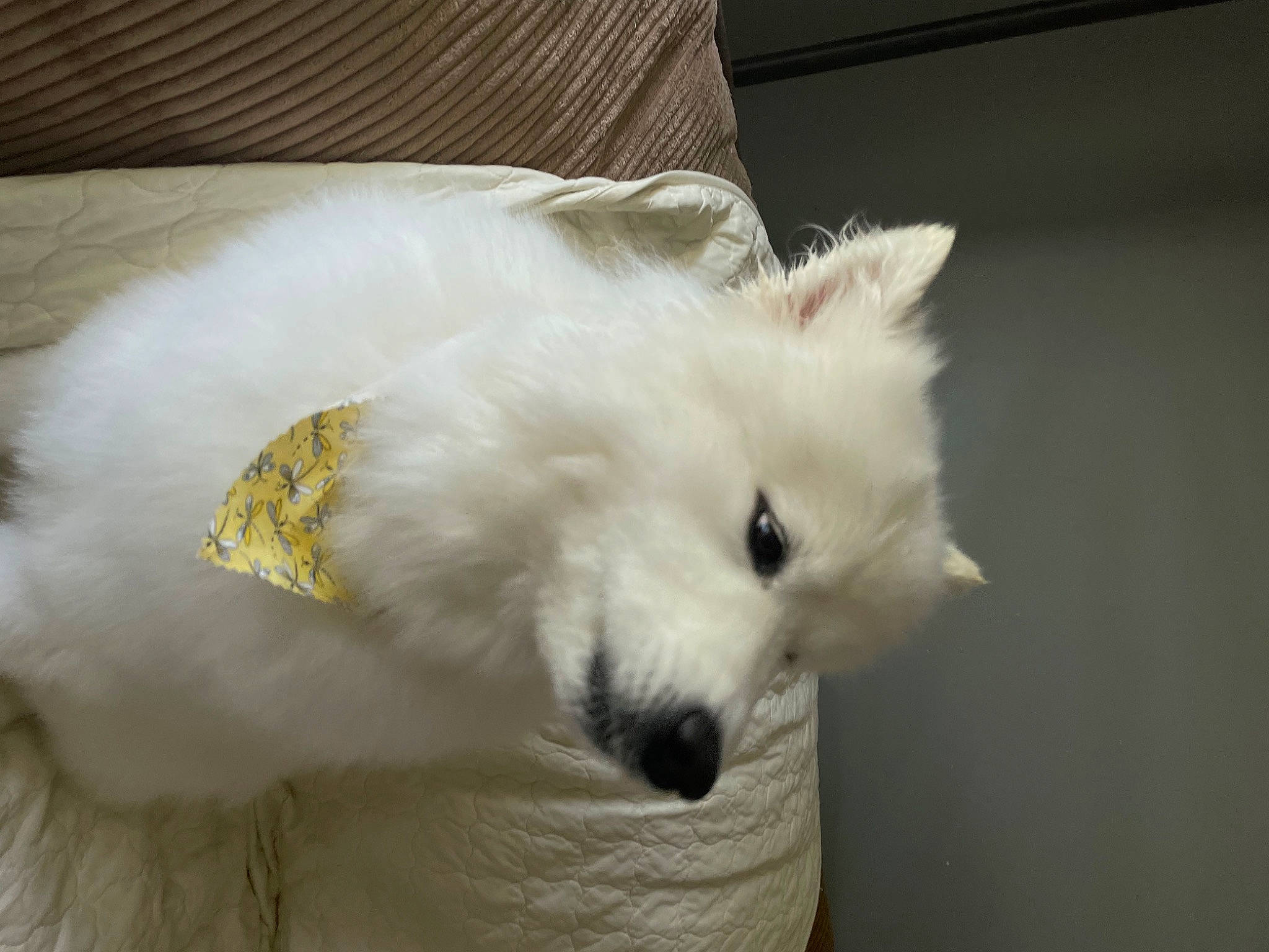 Princess is registered to the contest to win money with this photo: american_eskimo_dog, canidae, carnivore, companion_dog, dog, dog_breed, fur, german_spitz, german_spitz_klein, german_spitz_mittel, head, indian_spitz, japanese_spitz, samoyed, snout, spitz, sporting_group, volpino_italiano, whiskers, working_animal