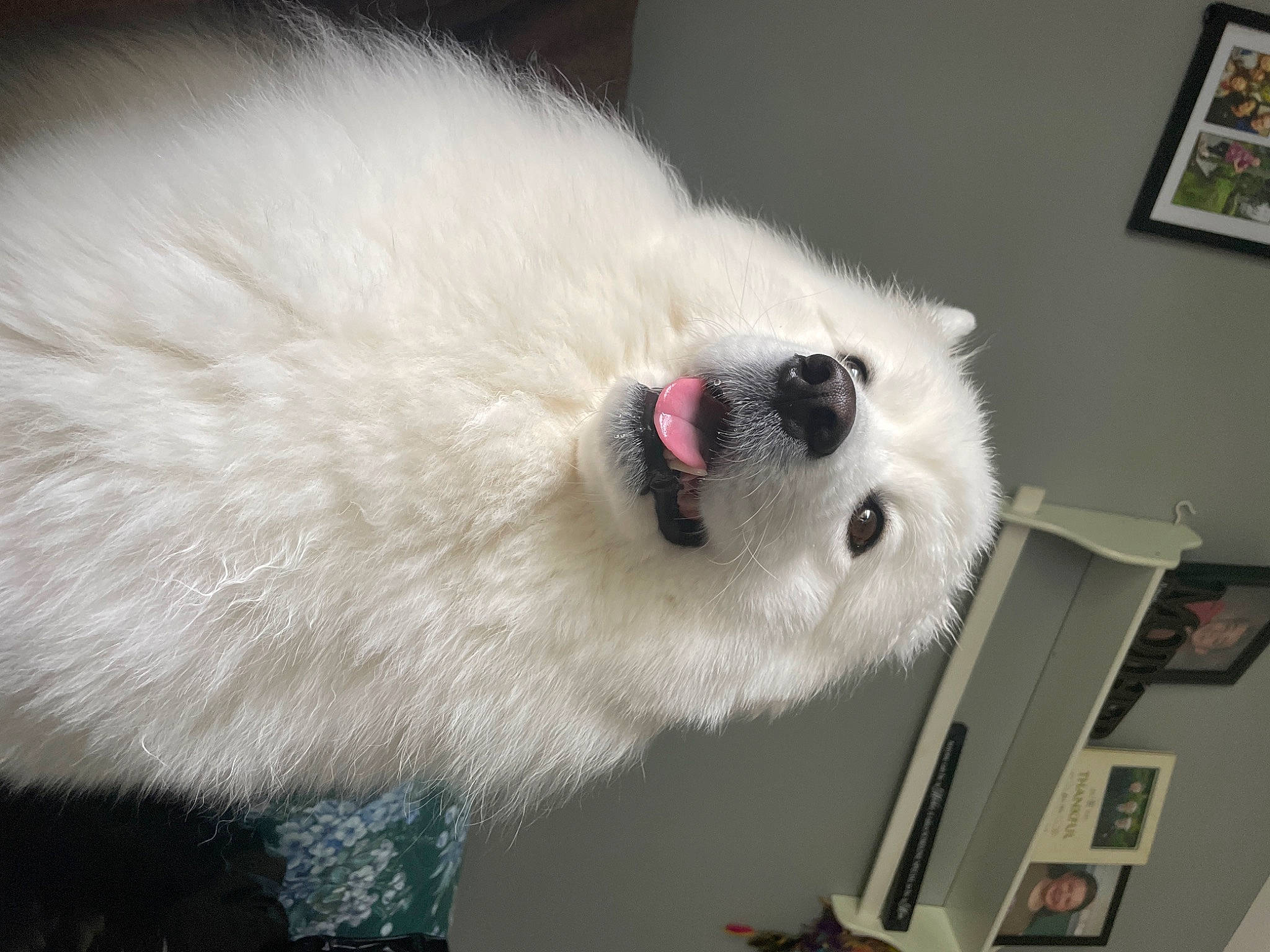 Princess joined the competition — help win amazing prizes! carnivore, companion_dog, dog, dog_breed, fur, non_sporting_group, picture_frame, samoyed, snout, volpino_italiano, whiskers