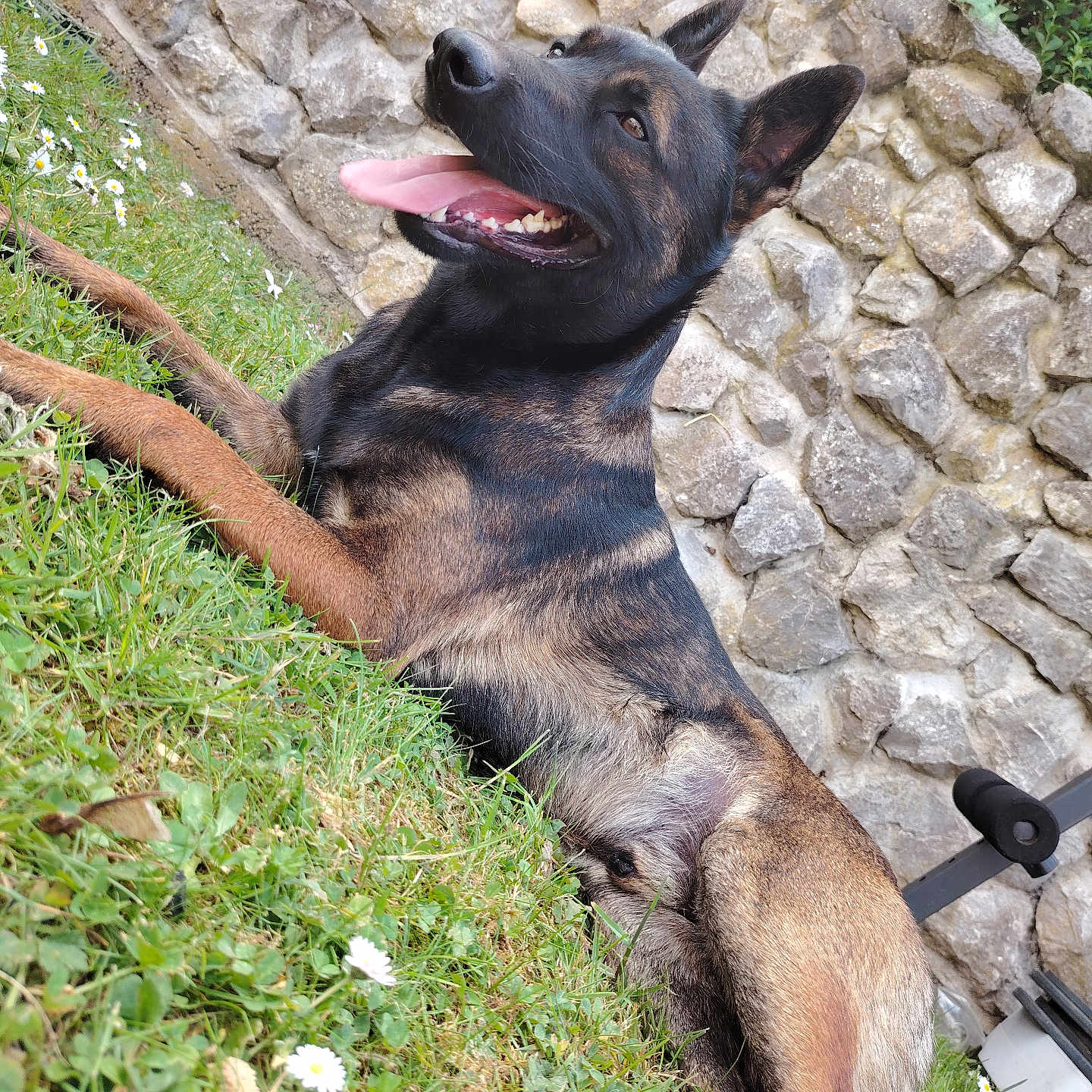 Jennifer Guiguet participe au concours pour gagner de l'argent avec cette photo : animal, architecture, backyard, building, canine, dog, flagstone, germanshepherd, grass, nature, outdoors, path, pet, plant, rock, slate, stonewall, walkway, wall, yard