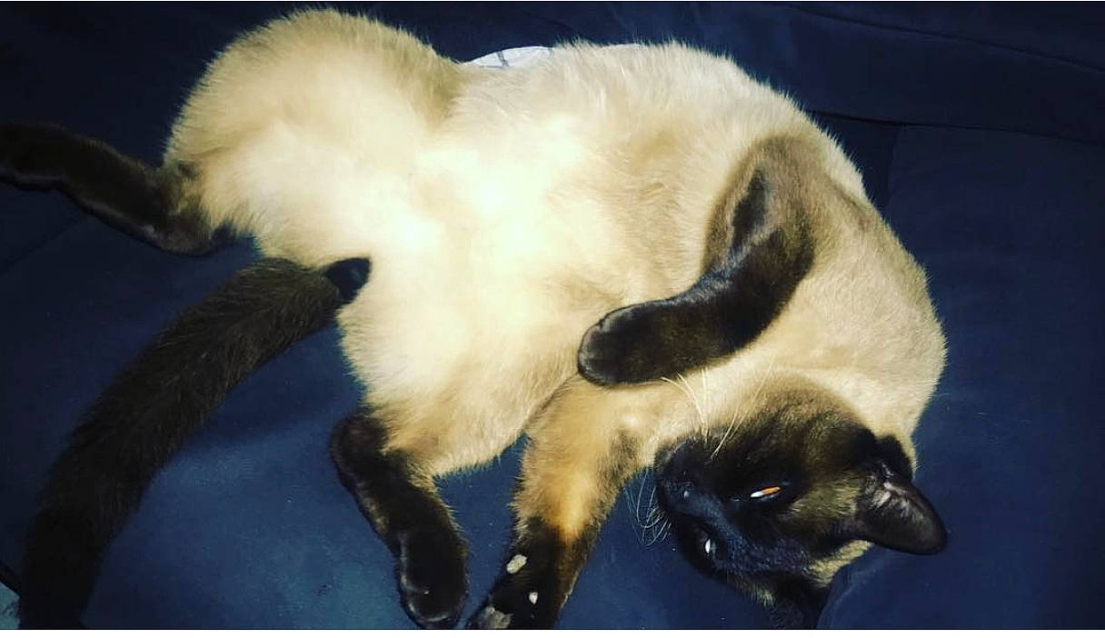 Simba participe au concours pour gagner de l'argent avec cette photo : balinese, carnivore, cat, claw, dog_breed, fawn, felidae, fur, nap, paw, siamese, small_to_medium_sized_cats, snout, tail, thai, whiskers