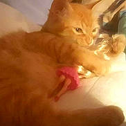 Zaz participe au concours pour gagner de l'argent avec cette photo : cat, orange_cat, toy, doll, bed, blanket, indoor, pet, feline, animal, cute, cozy, sleeping, fur, paw, resting, soft, closeup, warm_light, blur