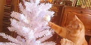 Zaz a rejoint le concours — aidez-le/la à gagner de superbes lots ! cat, orange_cat, christmas_tree, white_tree, ornament, indoor, furniture, books, cabinet, decorations, holiday, playful, pet, animal, feline, paw, curious, cozy, wooden, chair