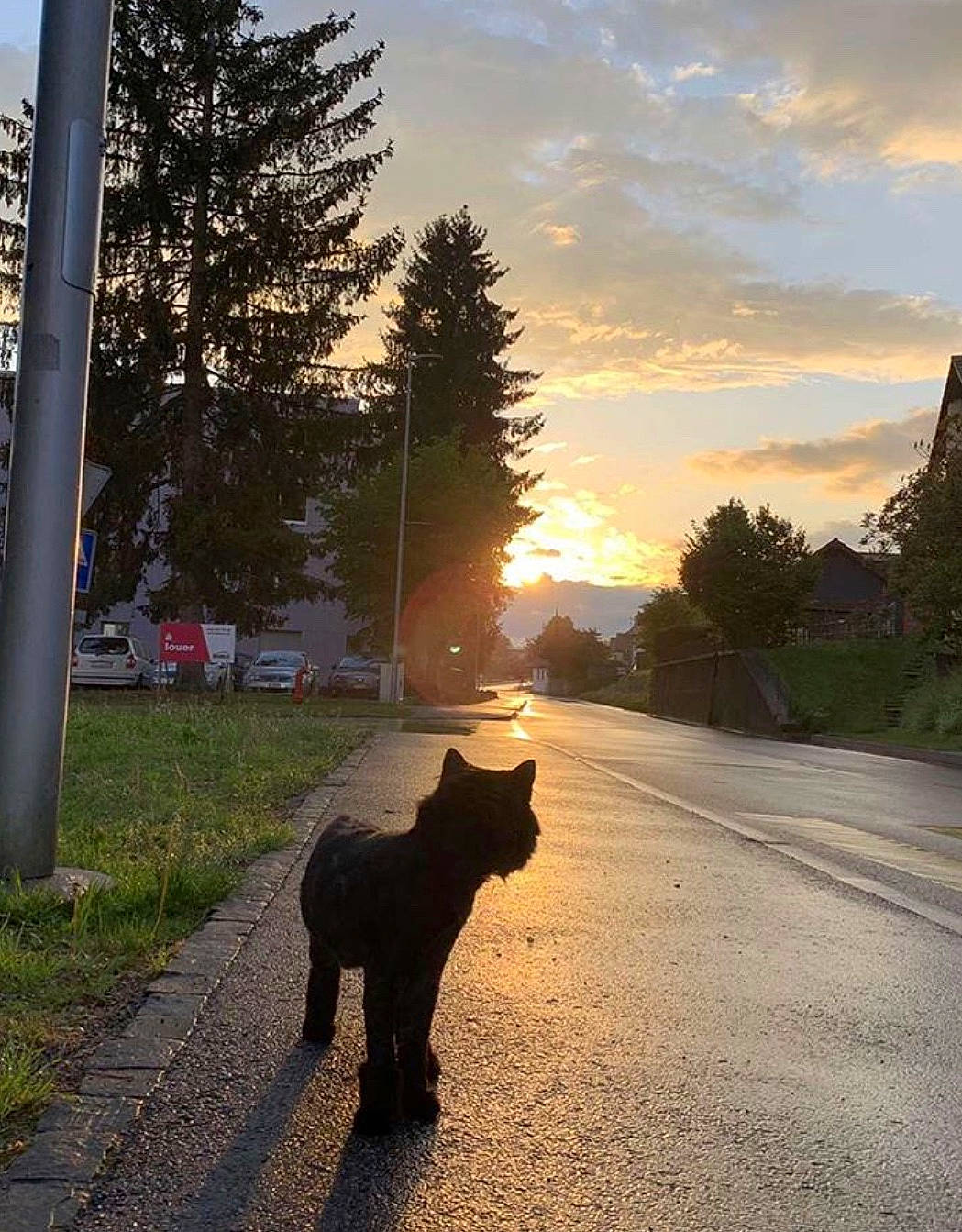 Zlatko a rejoint le concours — aidez-le/la à gagner de superbes lots ! atmosphere, canidae, carnivore, cat, cloud, dog, dog_walking, evening, felidae, leash, meteorological_phenomenon, morning, road, schipperke, shadow, sky, sunlight, sunset, tail, tree