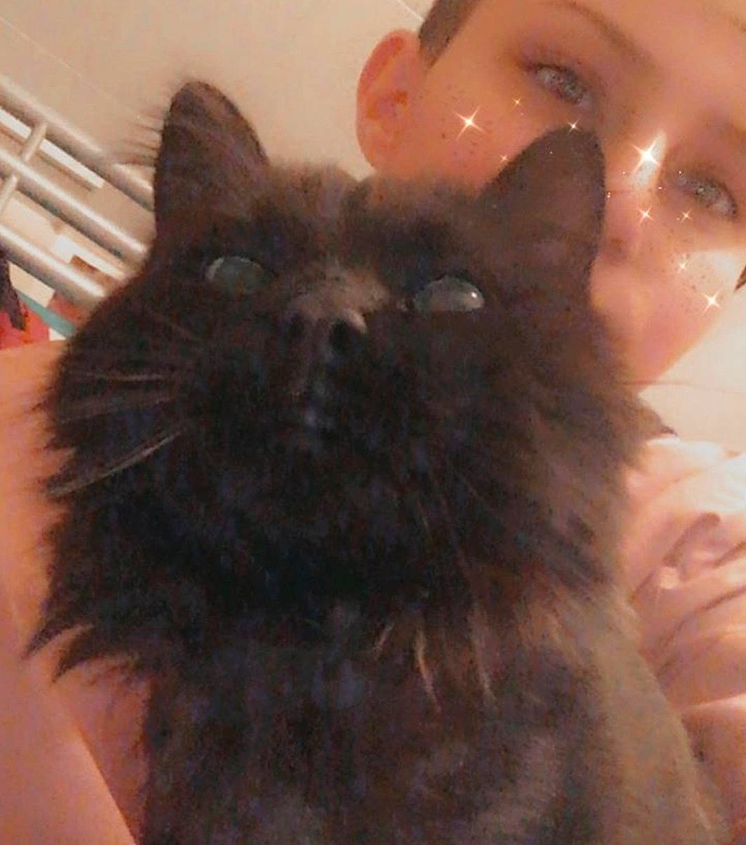 Zlatko a rejoint le concours — aidez-le/la à gagner de superbes lots ! black_cat, british_longhair, carnivore, cat, domestic_long_haired_cat, ear, eye, felidae, fur, iris, mammal, mouth, nose, small_to_medium_sized_cats, snout, whiskers