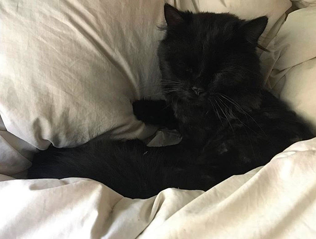 Zlatko a rejoint le concours — aidez-le/la à gagner de superbes lots ! bed, bedding, black, black_and_white, black_cat, carnivore, cat, comfort, ear, felidae, fur, furniture, kitten, linens, nap, norwegian_forest_cat, pillow, sleep, small_to_medium_sized_cats, whiskers